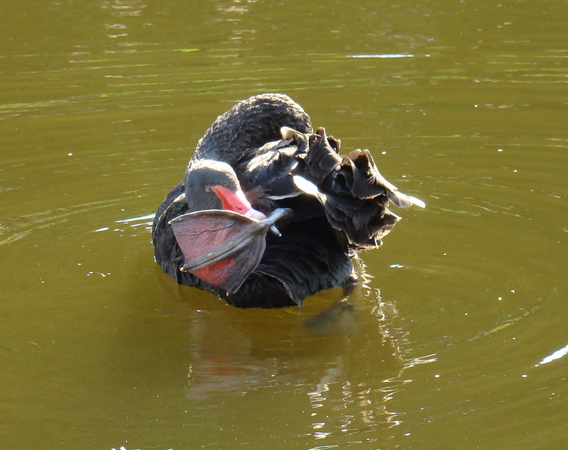 Avifauna humor